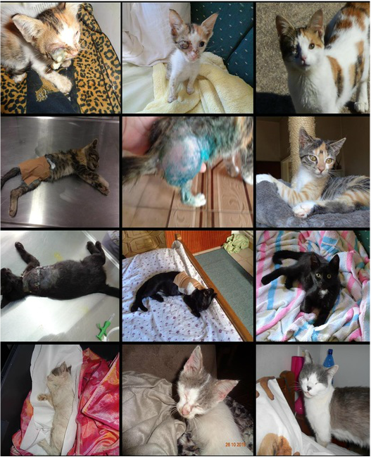 animal rescue kos cats and kittens left column composite image